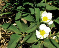 flower 4 photo
